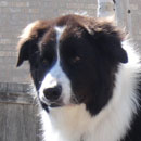 Gulliver was adopted in March, 2011